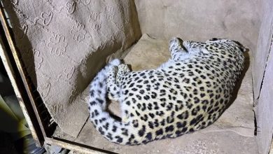 نجات پلنگ سرگردان از خیابانهای شهمیرزاد / اخبار سمنان - اخبار استانها