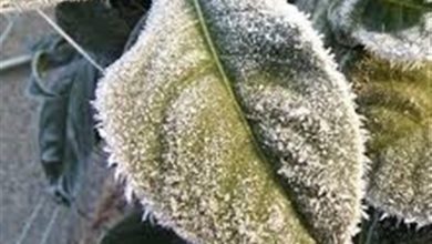 هشدار جهاد کشاورزی هرمزگان درباره سرمازدگی پس از بارندگیها / اخبار هرمزگان - اخبار استانها