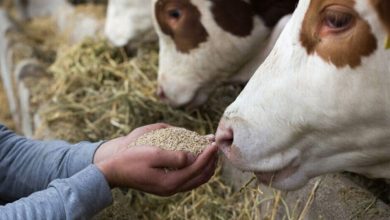 افزایش سهمیه خوراک دام و آغاز توزیع سیلاژ یارانهای در زهک+ فیلم / اخبار سیستان و بلوچستان - اخبار استانها