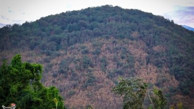 جنگلهای هیرکانی در محاصره پیچکهای مهاجم/ آیا فاجعه شمشادها دوباره تکرار میشود؟ / اخبار مازندران - اخبار استانها