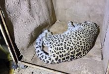 پلنگ شهمیرزاد پس از اطمینان از سلامت کامل به زیستگاه طبیعی بازگشت / اخبار سمنان - اخبار استانها