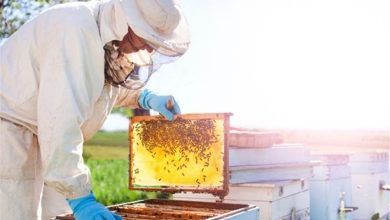 چهارمحال و بختیاری دارای 304 هزار کلنی زنبور عسل است / اخبار چهارمحال و بختیاری - اخبار استانها