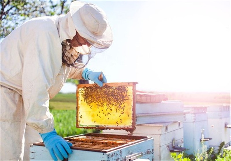 چهارمحال و بختیاری دارای 304 هزار کلنی زنبور عسل است / اخبار چهارمحال و بختیاری - اخبار استانها
