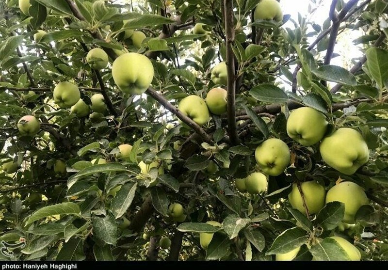 سیب بروجرد در نقشه گردشگری ایران/ثبت ملی جشنواره سیب / اخبار لرستان - اخبار استانها