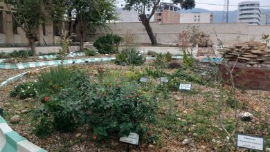 بانک ژنتیکی گیاهی ایلام، گنجینهای سبز در برابر خطر انقراض گونهها/ اخبار ایلام - اخبار استانها