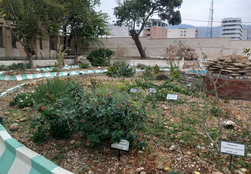 بانک ژنتیکی گیاهی ایلام، گنجینهای سبز در برابر خطر انقراض گونهها/ اخبار ایلام - اخبار استانها