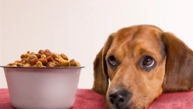 قاچاق 100 میلیاردی خوراک حیوانات خانگی در کردستان / اخبار کردستان - اخبار استانها