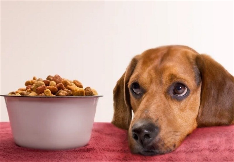 قاچاق 100 میلیاردی خوراک حیوانات خانگی در کردستان / اخبار کردستان - اخبار استانها