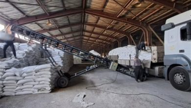 توزیع گسترده کود اوره؛ گامی محکم در حمایت از کشاورزان استان سمنان / اخبار سمنان - اخبار استانها