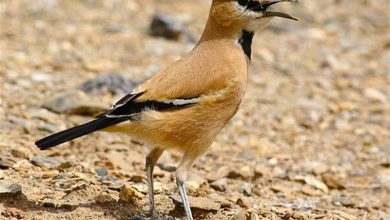 جواهر نادر کویر در دل زمستان توران ظاهر شد / اخبار سمنان - اخبار استانها