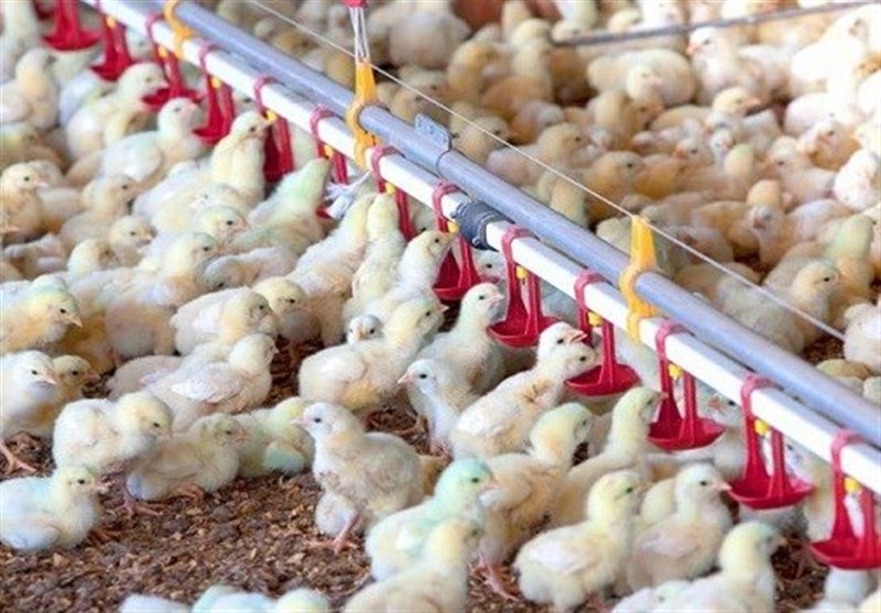 افزایش 14 درصدی جوجهریزی در چهارمحال و بختیاری / اخبار چهارمحال و بختیاری - اخبار استانها