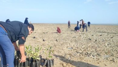 کاشت 2500 اصله نهال به نیت حاج قاسم در سراسر بوشهر+تصویر / اخبار بوشهر - اخبار استانها