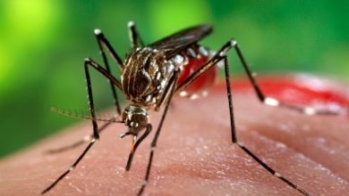 شناسایی 2 فرد مبتلا به تب دنگی در یزد / اخبار یزد - اخبار استانها