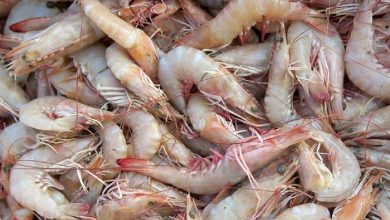 از قشم تا بازارهای جهانی؛ خط کانتینر یخچالی در خدمت صادرات شیلات / اخبار جزایر خلیج فارس - اخبار استانها