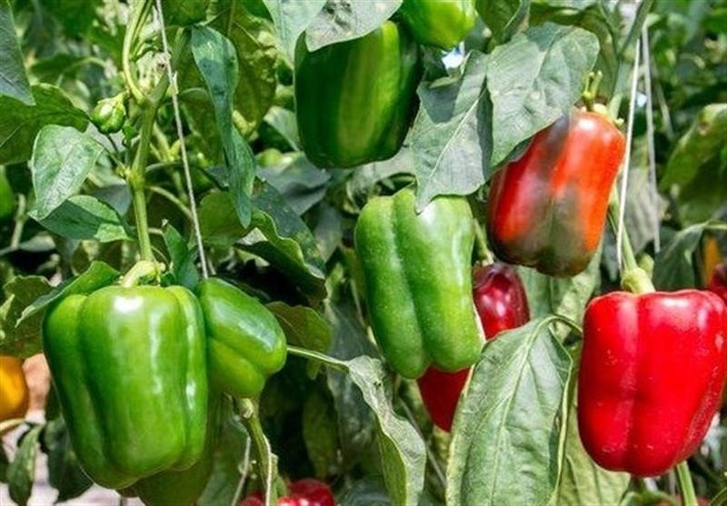 صادرات محصولات کشاورزی هرمزگان 757 میلیون دلار ارزآوری کرد / اخبار هرمزگان - اخبار استانها