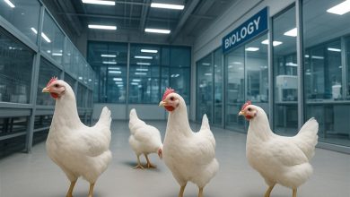 مرغ مورد نیاز شب عید خراسان شمالی تأمین شد / اخبار خراسان شمالی - اخبار استانها