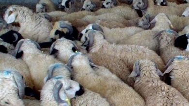 کشف 195 راس گوسفند قاچاق در هشترود / اخبار آذربایجان شرقی - اخبار استانها