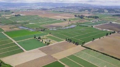 اجرای 44 هزار کشت مستقیم در لرستان / اخبار لرستان - اخبار استانها