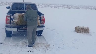 پخش علوفه برای نجات جان وحوش پارک ملی توران در سرمای شدید / اخبار سمنان - اخبار استانها