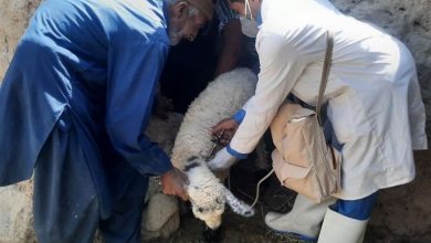 واکسیناسیون 359 هزار رأس دام علیه طاعون نشخوارکنندگان / اخبار سیستان و بلوچستان - اخبار استانها