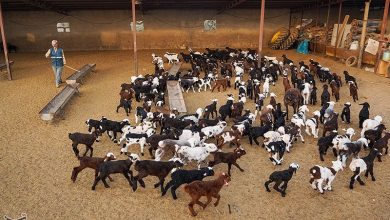 بیمه دام؛ راهکاری که خطر ورشکستگی دامداران را به صفر میرساند / اخبار مازندران - اخبار استانها