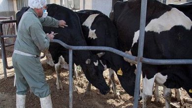 هشدار رئیس سازمان دامپزشکی درباره جهش سالانه ویروسهای دامی و خطر اپیدمی / سازمان دامپزشکی , تب برفکی , آنفلوآنزای پرندگان , واکسیناسیون دام , اپیدمی