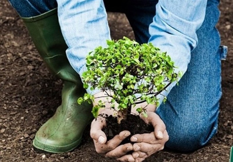 هشدار مدیر فضای سبز همدان/خفگی ریشه درختان در اثر فشردگی خاک+فیلم / اخبار همدان - اخبار استانها