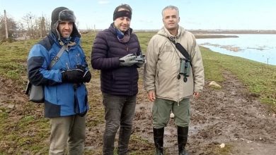 پهپاد و هوش مصنوعی وارد سرشماری پرندگان آبزی گیلان شد / اخبار گیلان - اخبار استانها