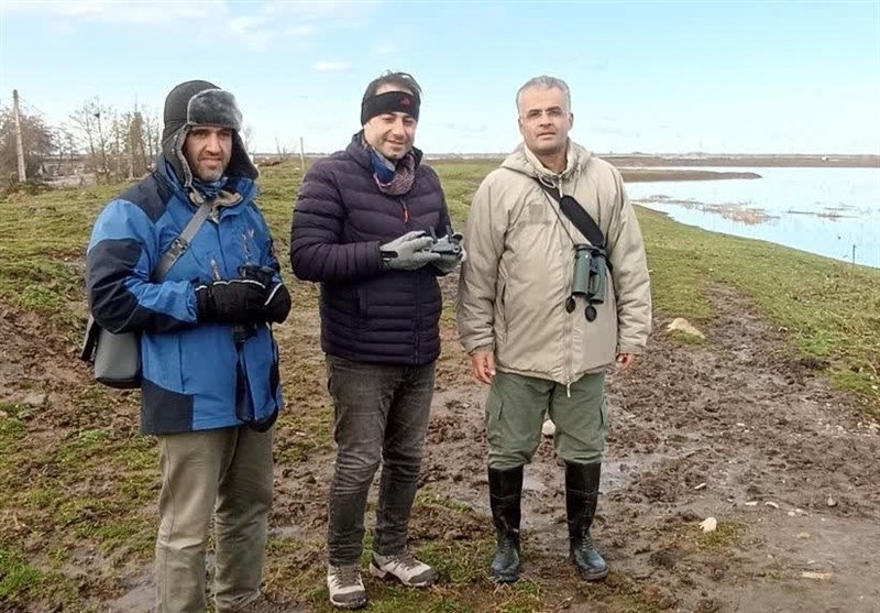 پهپاد و هوش مصنوعی وارد سرشماری پرندگان آبزی گیلان شد / اخبار گیلان - اخبار استانها