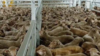 واردات 30 هزار رأس دام سبک از قزاقستان برای کاهش قیمت گوشت / اخبار گلستان - اخبار استانها