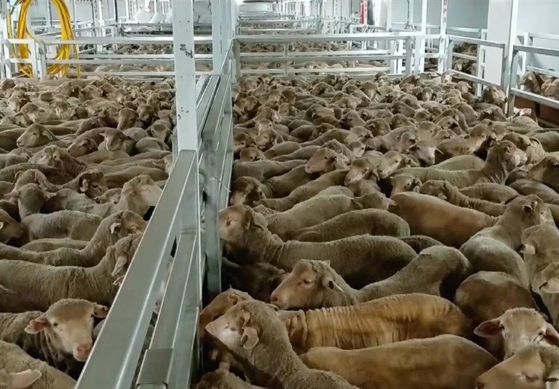 واردات 30 هزار رأس دام سبک از قزاقستان برای کاهش قیمت گوشت / اخبار گلستان - اخبار استانها