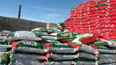 وضعیت مطلوب ذخایر استراتژیک و توزیع روزانه کود اوره در گلستان / اخبار گلستان - اخبار استانها