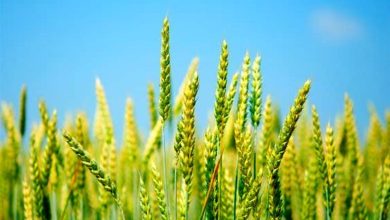 تولید پایدار در گرو کشاورزی نوین است / اخبار خوزستان - اخبار استانها