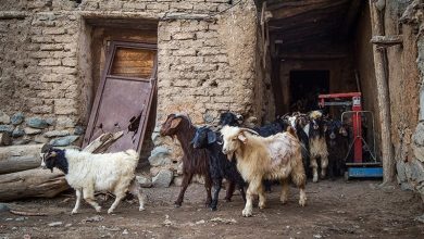 تلفات 1000 رأس دام در سیلاب ایذه / اخبار خوزستان - اخبار استانها