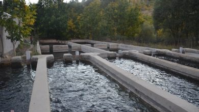 اینفوگرافیک | ظرفیت کمنظیر شیلات در چهارمحال و بختیاری / اخبار چهارمحال و بختیاری - اخبار استانها