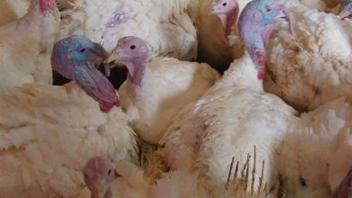 پرورش بوقلمون نژاد سوئیسی در ایجرود آغاز شد / اخبار زنجان - اخبار استانها