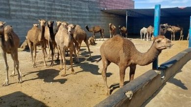 نخستین واحد صنعتی شیر شتر خراسان جنوبی در بنبست منابع طبیعی / اخبار خراسان جنوبی - اخبار استانها