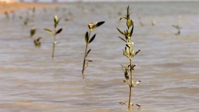 160 هکتار سواحل جنوب استان بوشهر نهال کاشته میشود / اخبار بوشهر - اخبار استانها