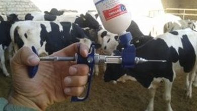 آغاز فاز دوم واکسیناسیون تب برفکی دامهای سبک و سنگین در استان مرکزی / اخبار مرکزی - اخبار استانها