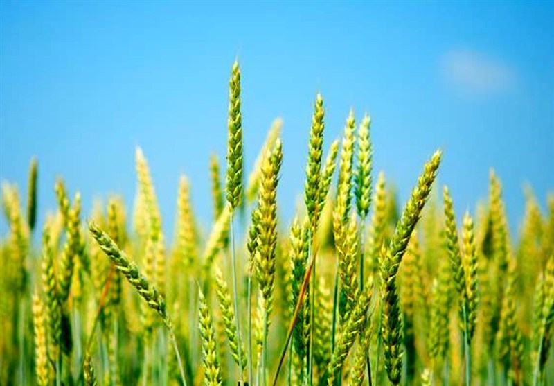 بیش از 140 هزار تن گندم با حمل ریلی وارد مازندران شد / اخبار مازندران - اخبار استانها