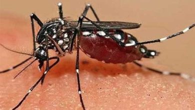 بیتوجهی به نقاط پرخطر پشه آئدس در استان خوزستان خطرناک است / اخبار خوزستان - اخبار استانها