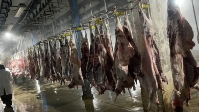 نظارت بر کشتار 12 هزار و 100 رأس دام در شهرستان تفرش / اخبار مرکزی - اخبار استانها