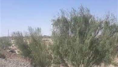 برخورد قضایی با متخلفان قطع 10 درخت تاغ در کویر ملی ورامین / اخبار استان تهران - اخبار استانها