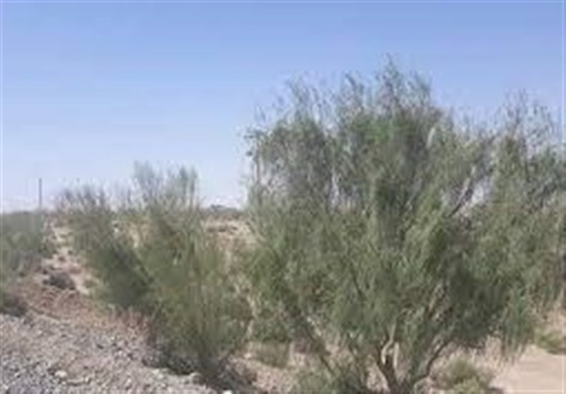 برخورد قضایی با متخلفان قطع 10 درخت تاغ در کویر ملی ورامین / اخبار استان تهران - اخبار استانها