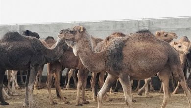 پرورش بیش از 12 هزار نفر شتر در خراسان رضوی / اخبار خراسان رضوی - اخبار استانها