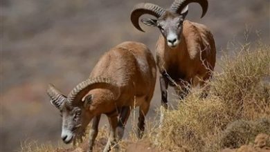 پایش بزرگ حیاتوحش استان سمنان آغاز شد / اخبار سمنان - اخبار استانها
