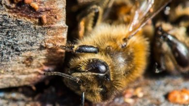 فیپرونیلِ مایع؛ آفت خاموش زنبورهای عسل در شالیزارهای گیلان / اخبار گیلان - اخبار استانها