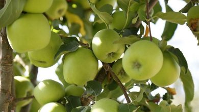 باغداران لرستان هویت گرفتند؛ 6500 هکتار باغ صاحب شناسنامه شدند / اخبار لرستان - اخبار استانها