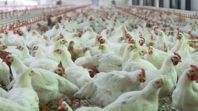 تولید گوشت مرغ در قزوین افزایش مییابد / اخبار قزوین - اخبار استانها