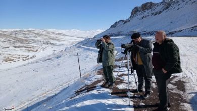 آغاز پایش زمستانی پرندگان آبزی در زنجان / اخبار زنجان - اخبار استانها